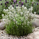 Ellagance Snow_0x160 Наш сад